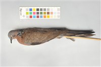 藏品(斑頸鳩)的圖片